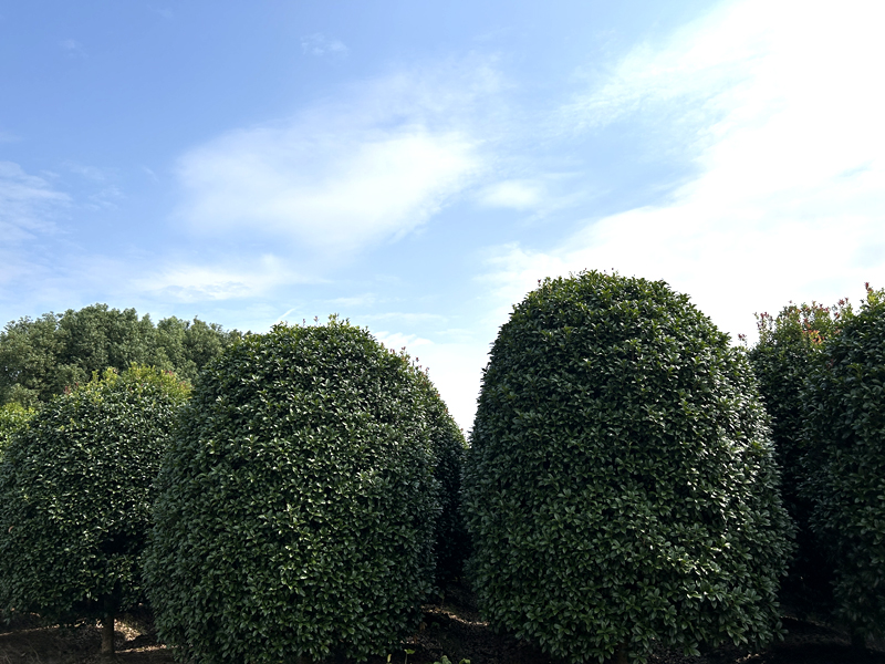 樹苗基地